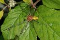 Cheiracanthium_erraticum_D5014_Z_91_Les Gris_Frankrijk
